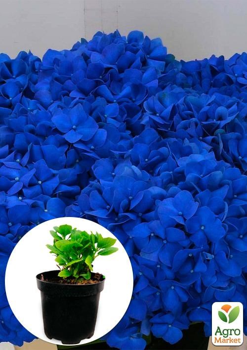 Гортензия ремонтантная крупнолистная 3х летняя "Pimpernel"