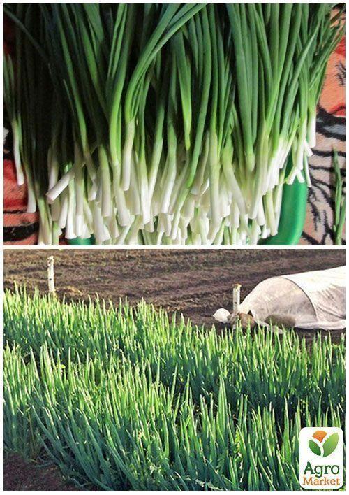 На развес Лук "На зелень" ТМ "Весна" цена за 3г - фото 3