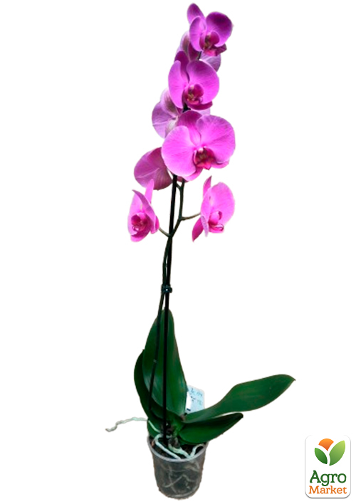 Орхидея (Phalaenopsis) "Lilac" - фото 5