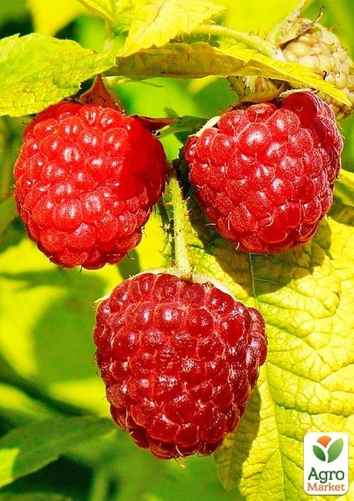 Малина патио (низкорослая) "Груви" (Rubus idaeus "Groovy"), вазон П12