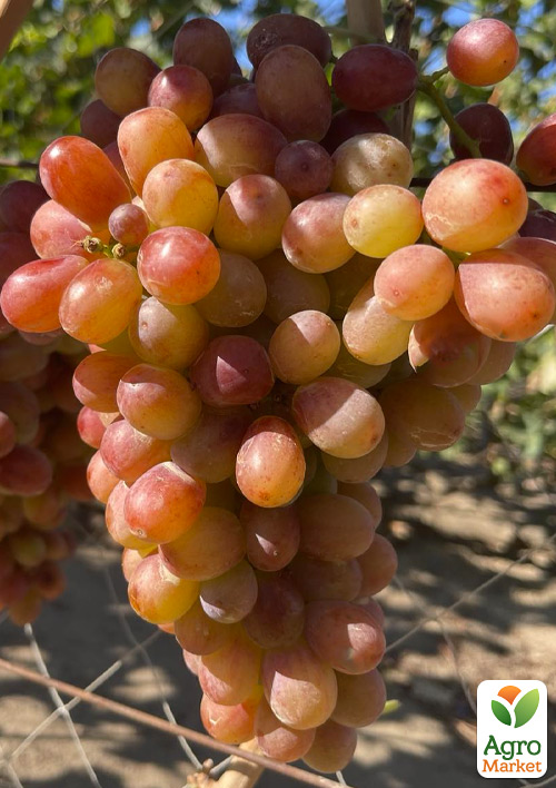 Виноград кишмиш "Алиса в Стране Чудес" (крупная, сладкая, сочная ягода) - фото 4