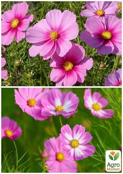 На вагу Космея "Космос" ТМ "Весна" ціна за 2г - фото 4