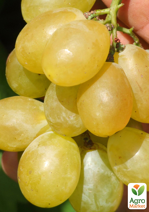 Виноград десертный "Волонтер" (сладкий гармоничный)