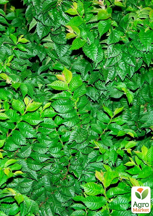 Вяз малый «Жаклин Хиллер» (подходит для формирования бонсай) высота 15-25см - фото 3