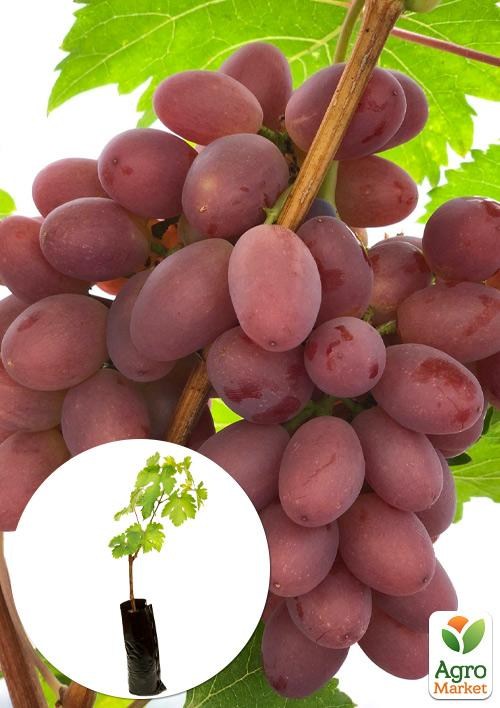 Виноград "Красная Роза" (вегетирующий саженец крупного муската со сладкой, хрустящей ягодой)