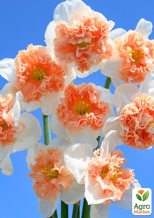 Нарцисс "Fire Drill"