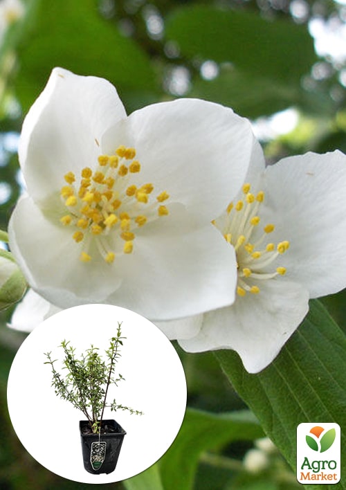 Жасмин гібридний садовий (чубушник) "Lemoinei" С3