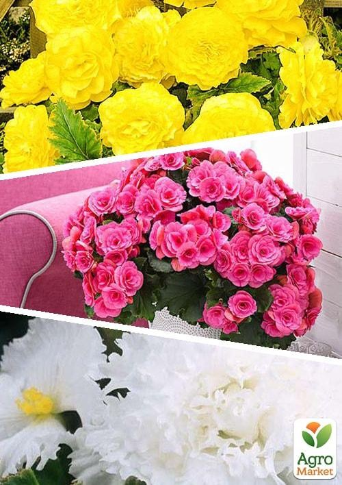 Бегония, микс из 3-х сортов "Легендарный" (Fabulous) 3шт в комплекте