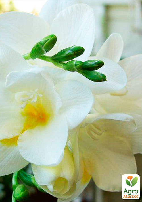 Фрезія махрова "White" 5шт в упаковці - фото 2