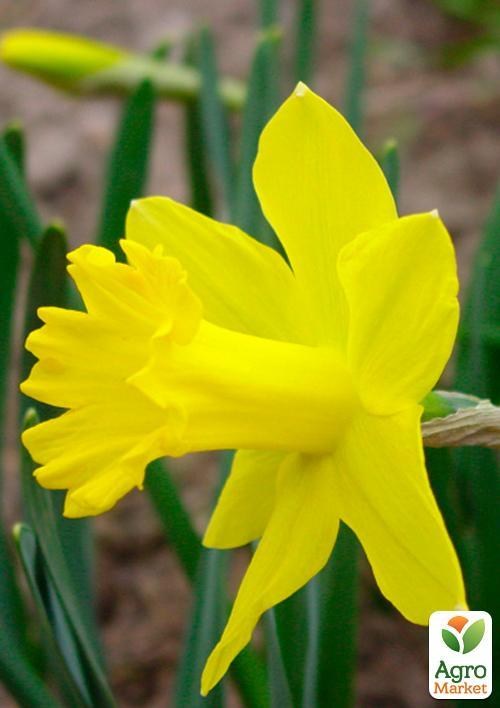 Нарцисс "Golden Harvest" (размер 12/14 , крупный) 3шт в упаковке