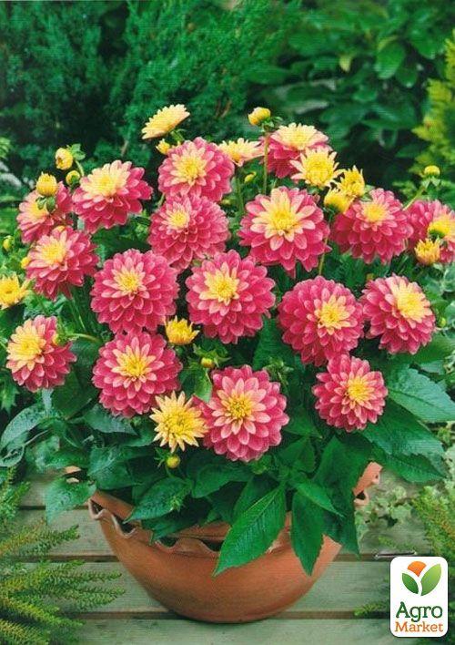 Жоржина "Gallery Rembrandt"