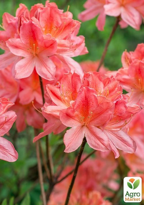 Рододендрон "Roseum elegans" 4 летний  (розовый) - фото 4