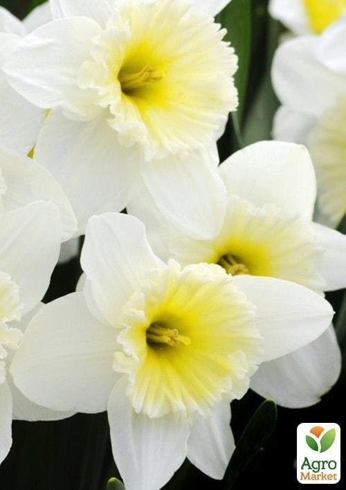 Нарцис "Ice Follies" (розмір 10/12, великий) 2шт в упаковці