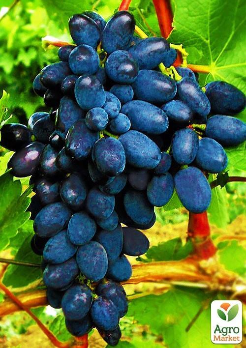 Виноград "Кодрянка" (ранний срок созревания) - фото 6