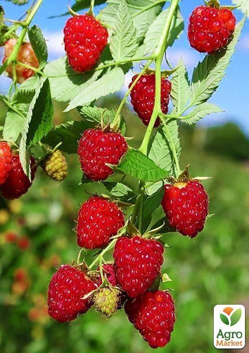 Малина "Гусар" (среднеранний срок созревания)