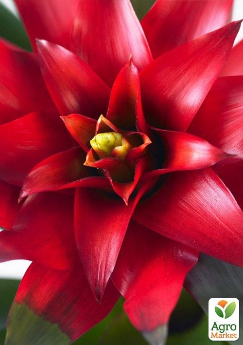 Гузманія бордова (Guzmania sanguinea) "Burgundy"
