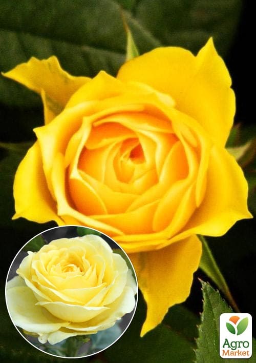 Троянда чайно-гібридна "Старлайт" (саджанець класу АА +) вищий сорт