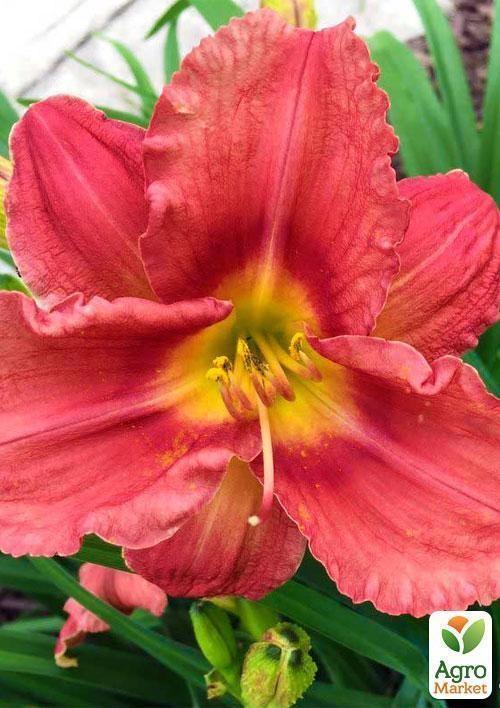 Лілійник "Little red Warbler" 1шт в упаковці