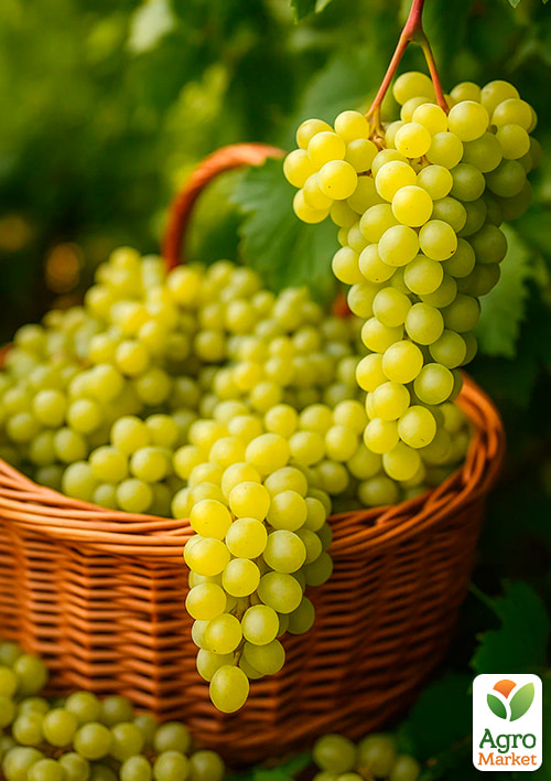 Виноград "Русбол" (кишмиш) - фото 4