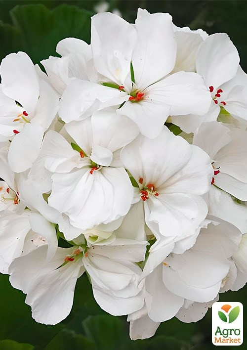 Пеларгонія зональна "Люстра Вайт" ТМ "Vesna Exclusive" 5шт