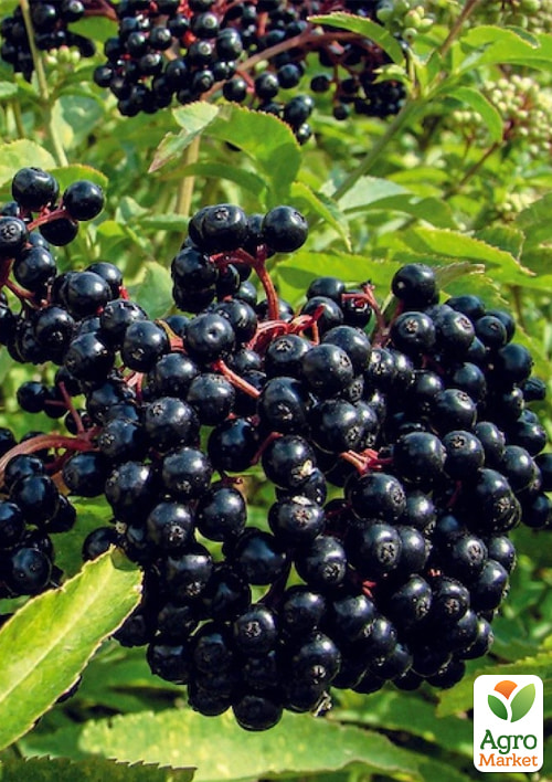 Бузина чорна "Хайдег" контейнер Р9