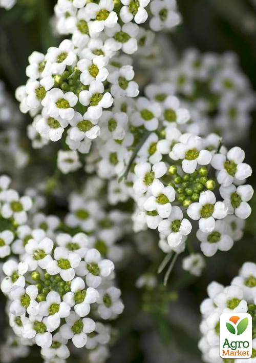Алиссум (Лобулярия) "Wonderland White"  - фото 2