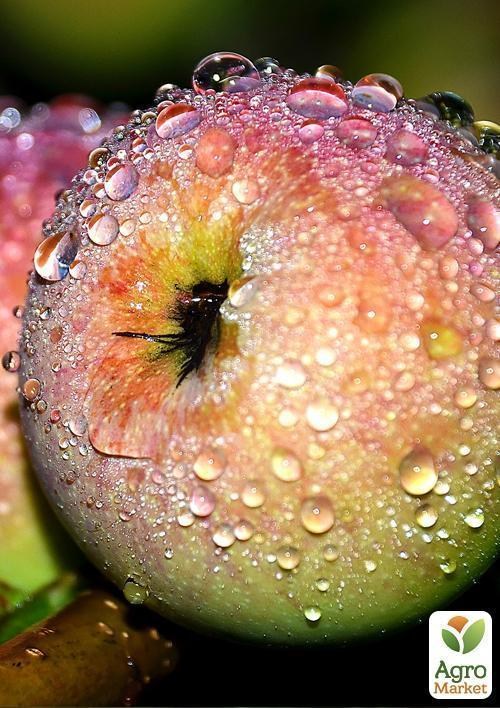 Яблуня "Мантет"