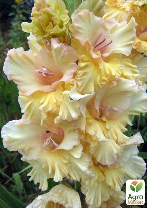 Гладіолус "Майя Плісецька"