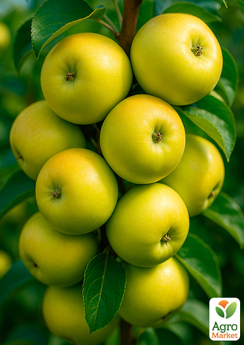 Яблоня "Донешта" (летний сорт, ранний срок созревания)