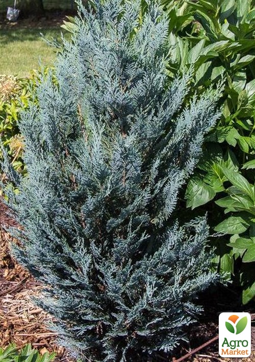 Кипарисовик Lawsoniana "Pembury Blue" вазон П9 - фото 5