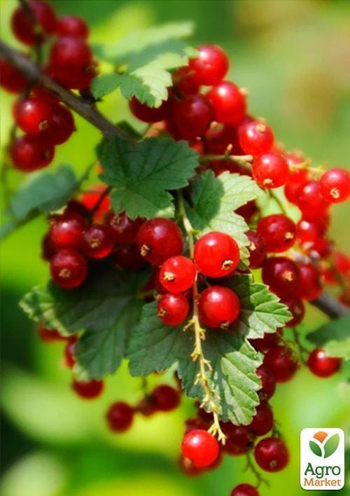 Смородина на штамбі "Рондо" (пізній термін дозрівання, зимостійкий сорт) - фото 4