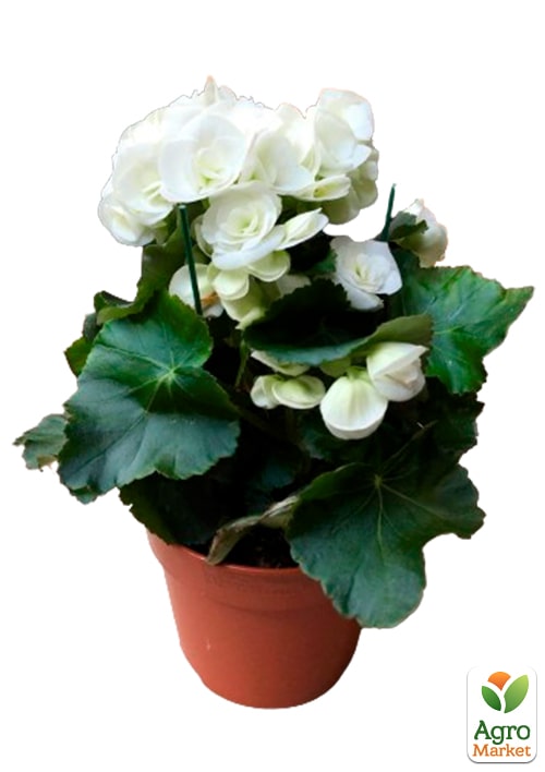Бегония цветущая "White" - фото 7