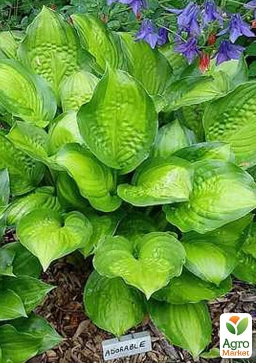 Хоста гібридна "Adorable" С3 - фото 2
