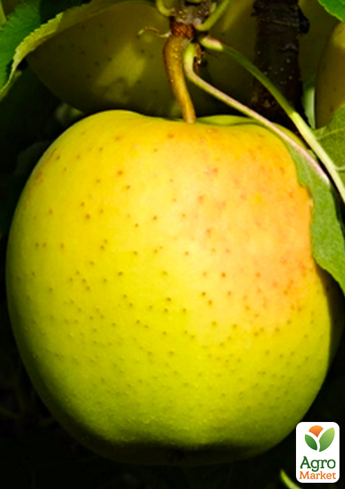 Яблуня "Голден Делішес Рейнджерс" (зимовий сорт, пізній термін дозрівання)