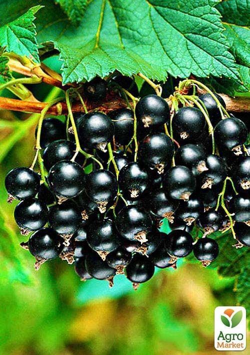 Смородина чорна "Бен Конан" (Ben Connan) (ранній термін дозрівання, зимостійкий сорт)