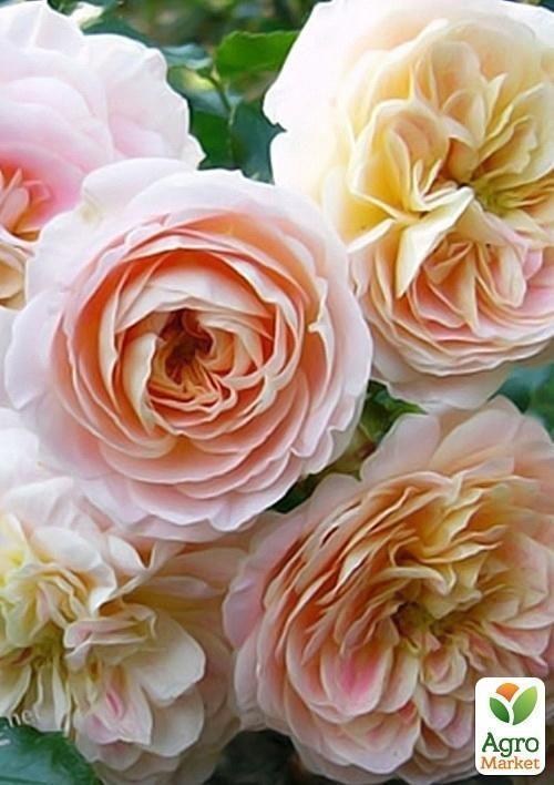 Троянда грунтопокривна "Concerto 94"