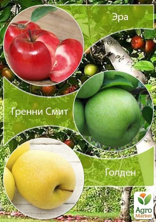 Дерево-сад Яблоня "Эра+Гренни Смит+Голден" 