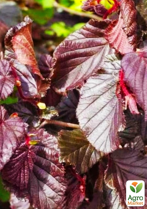 LMTD Фундук краснолистный  "Siren" высота 50-70см - фото 5