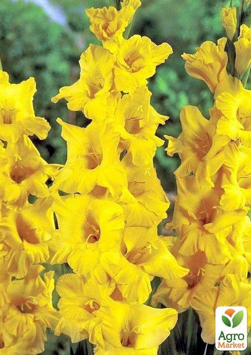 Гладиолус "Morning Gold" 3шт