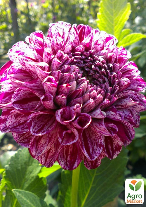 Георгина "Marble Ball" - фото 4