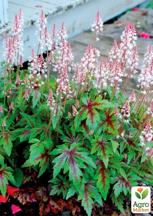 Тиарелла сердцелистная "Pink Skyrocket" вазон С2 - фото 2