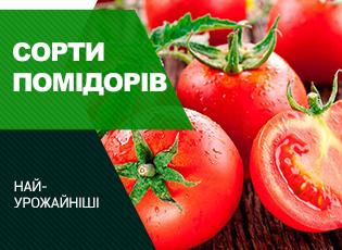 5 найбільш врожайних сортів томатів, їх шукають все