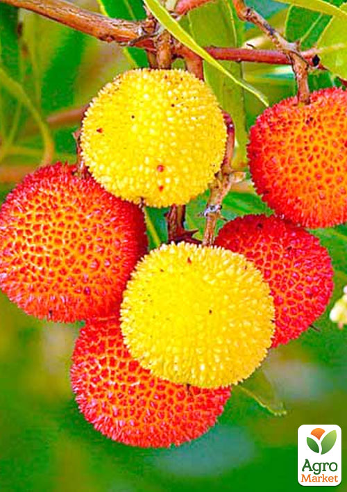 Арбутус (земляничное дерево) 