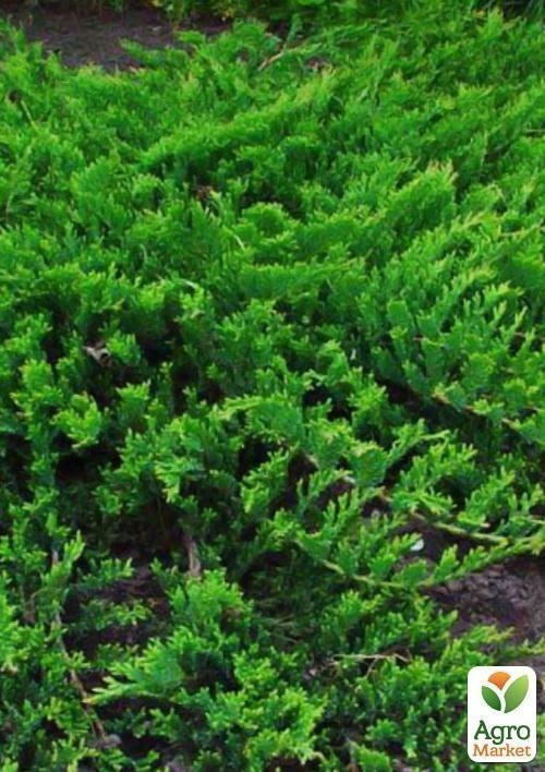 Можжевельник горизонтальный `Prince of Wales` контейнер 1л