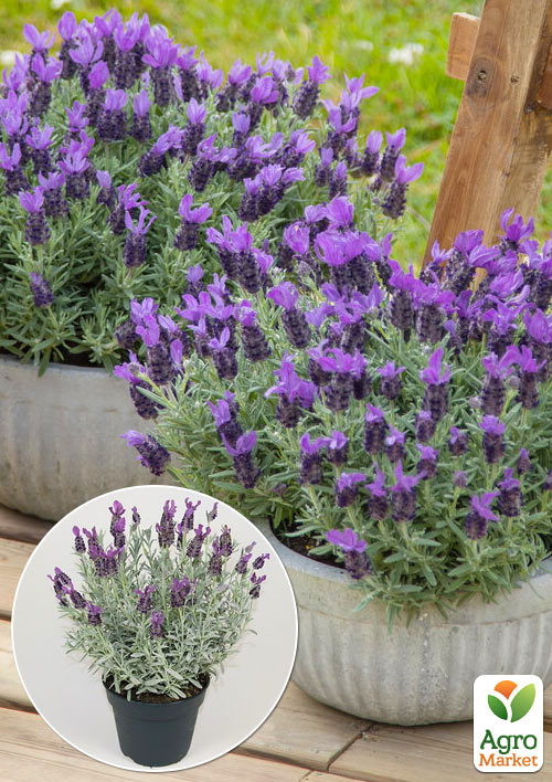 Лаванда французская "Bandera Purple" Нидерланды