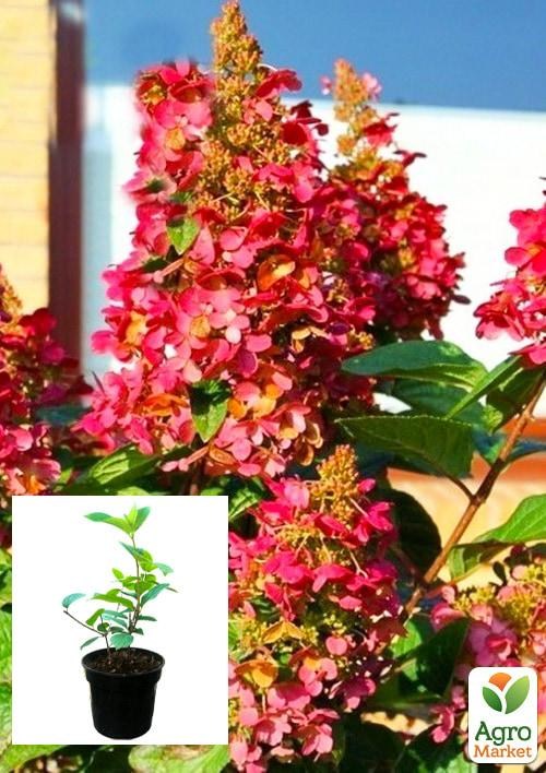 Гортензія 3-х річна волотиста "Wim's Red"