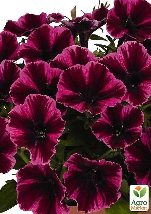 Петуния ампельная Sweetunia "Miss Fantastic" (контейнер №10, высота 10-15см)