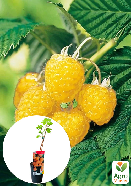 LMTD Малина "Fall Gold" (сортова, укорінена) висота 50-70см