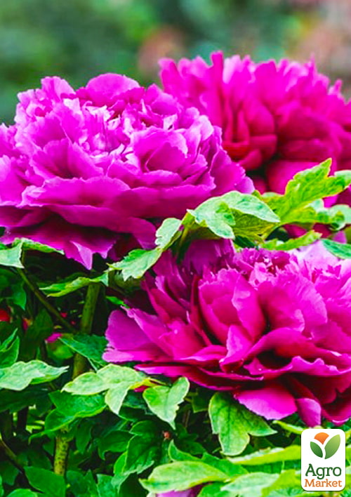 Півонія деревоподібна "Purple" Р9