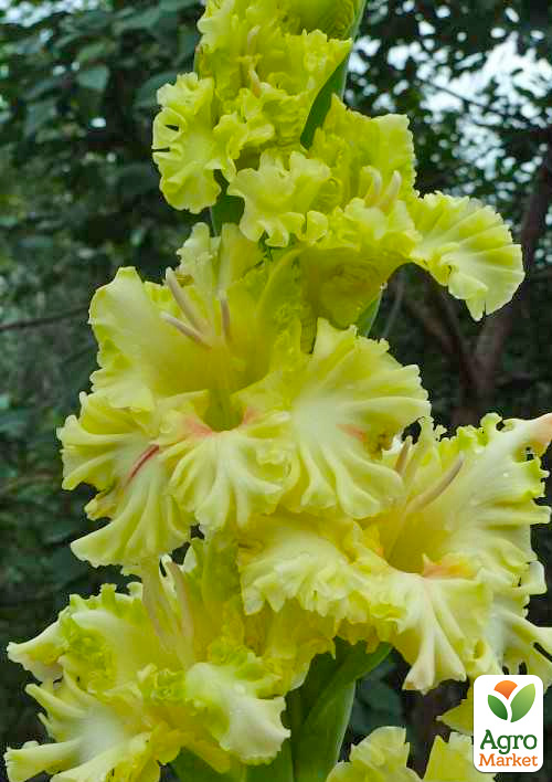 Гладиолус "Blitz"  - фото 4